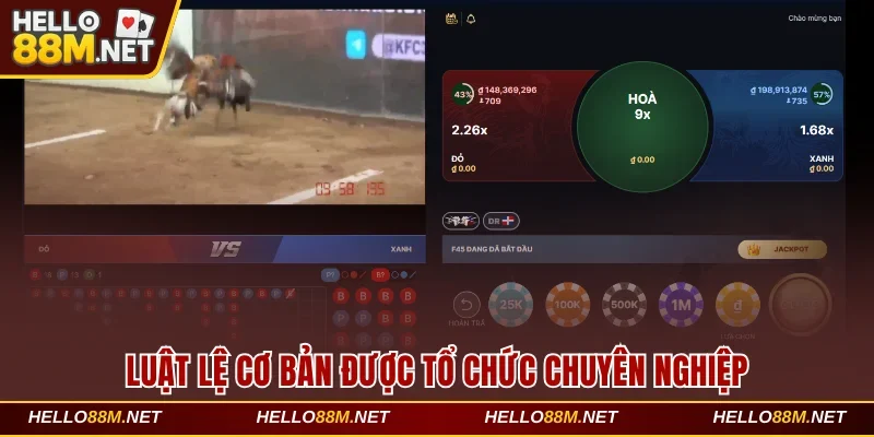 Luật lệ cơ bản được tổ chức chuyên nghiệp